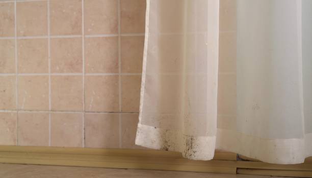 Best Mold Prevention Services  in Kalona, IA