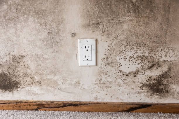 Biohazard Mold Removal in Kalona, IA
