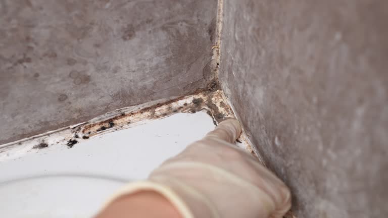 Trusted Kalona, IA Mold Removal Experts